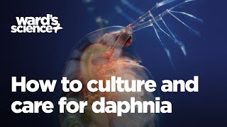 Caring and Culturing for Daphnia [upl. by Caras]