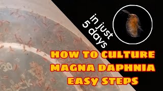 How to Culture Magna Daphnia Easily [upl. by Gensmer]