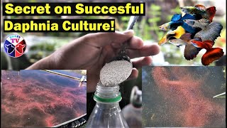 How to Culture Daphnia Successfully [upl. by Bryanty]