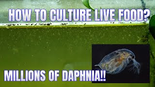 How to Culture Daphnia Secret Method to Breed MILLIONS  Simply Aquatic [upl. by Nanyt]