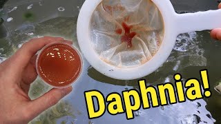 How I Culture Daphnia In Outdoor Tubs [upl. by Adyol]