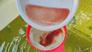 How to culture daphnia  Daphnia culture  How to grow daphnia outdoor [upl. by Oloap]