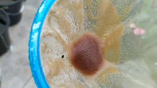 How to culture daphnia moina in a small container Part 1 English Subtitle [upl. by Kersten]