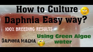 Daphnia MagnaHow to Culture Daphnia Easy wayCulturing Daphnia using Green water Daphnia [upl. by Justinian630]