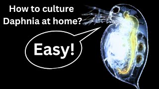 BEST Live Fish Food Beginner guide How to Culture Daphnia at home [upl. by Giacinta698]