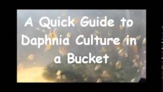 How to culture daphnia outside [upl. by China]