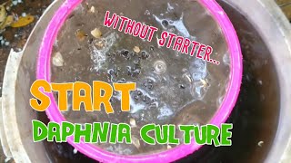 How to culture daphnia moina the easy way 1  Starting the Daphnia culture [upl. by Zoi770]