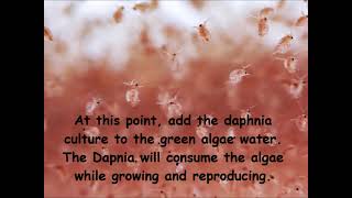 Daphnia  How to grow daphnia in your home [upl. by Egrog859]