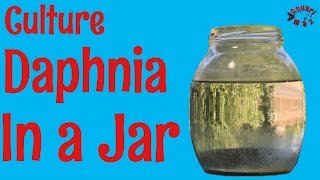 How to Culture Daphnia in a Jar [upl. by Olive]