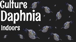 How to Culture Daphnia [upl. by Ellienad803]