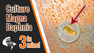 How to culture DAPHNIA MAGNA  The easy way [upl. by Ettari36]