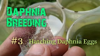 Daphnia Culture made simple and easy 3  Hatching Daphnia eggs [upl. by Audette]