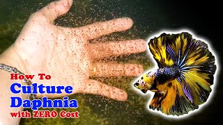 How to Culture Daphnia with ZERO Cost  Unlimited Live Food For Our Fish [upl. by Kee]