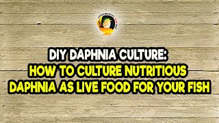 DIY Daphnia Culture How to Culture Nutritious Daphnia as Live Food for Your Fish [upl. by Annaira183]