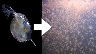 How I Culture Daphnia [upl. by Jensen519]