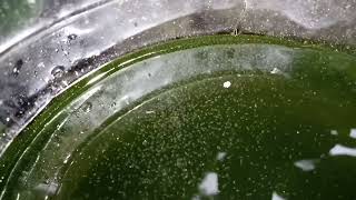 DAPHNIA MOINA CULTURE IN A SMALL BUCKET [upl. by Virgina277]