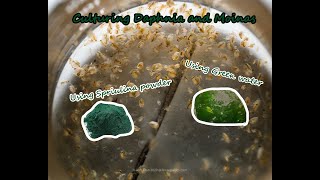 How To Culture Daphnia and Moinas using Green Water Spirulina powder [upl. by Anizor]