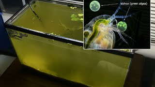 Raising Daphnia for the Freshwater Aquarium [upl. by Joanie]