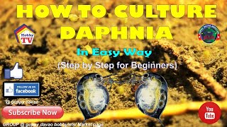 HOW TO CULTURE DAPHNIA In Easy Way [upl. by Lucine]